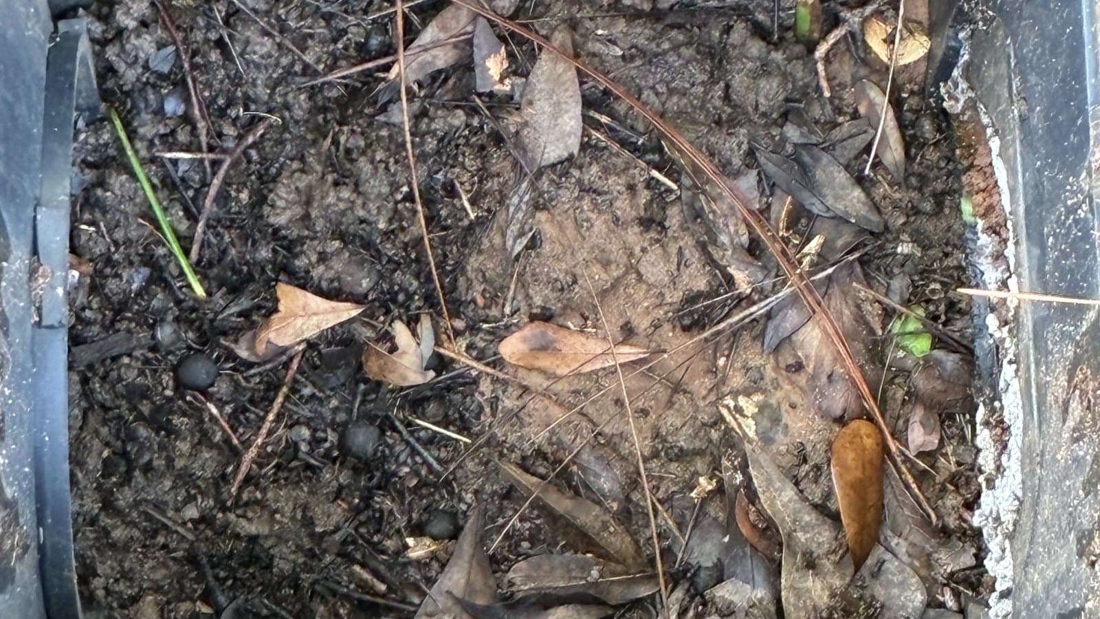 Silt and oak-leaf pack filling a catch basin to the rim, the depth of it visible against the wall